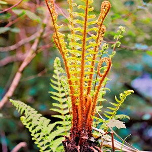 09. Sunlit young fern