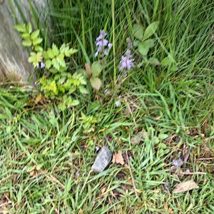 03. Woodland miniature
