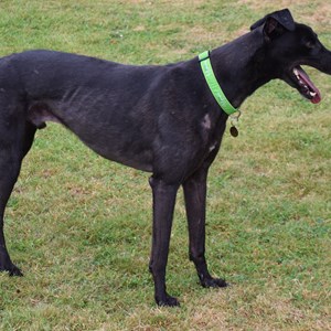 Greyhound Trust Shropshire & Borders Freddie