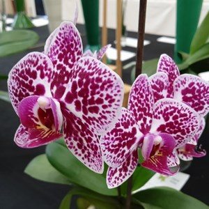 Mannings Heath & District Horticultural Society Photo Gallery