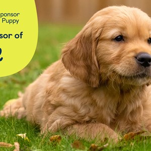 Our Sponsoed Guide Dog