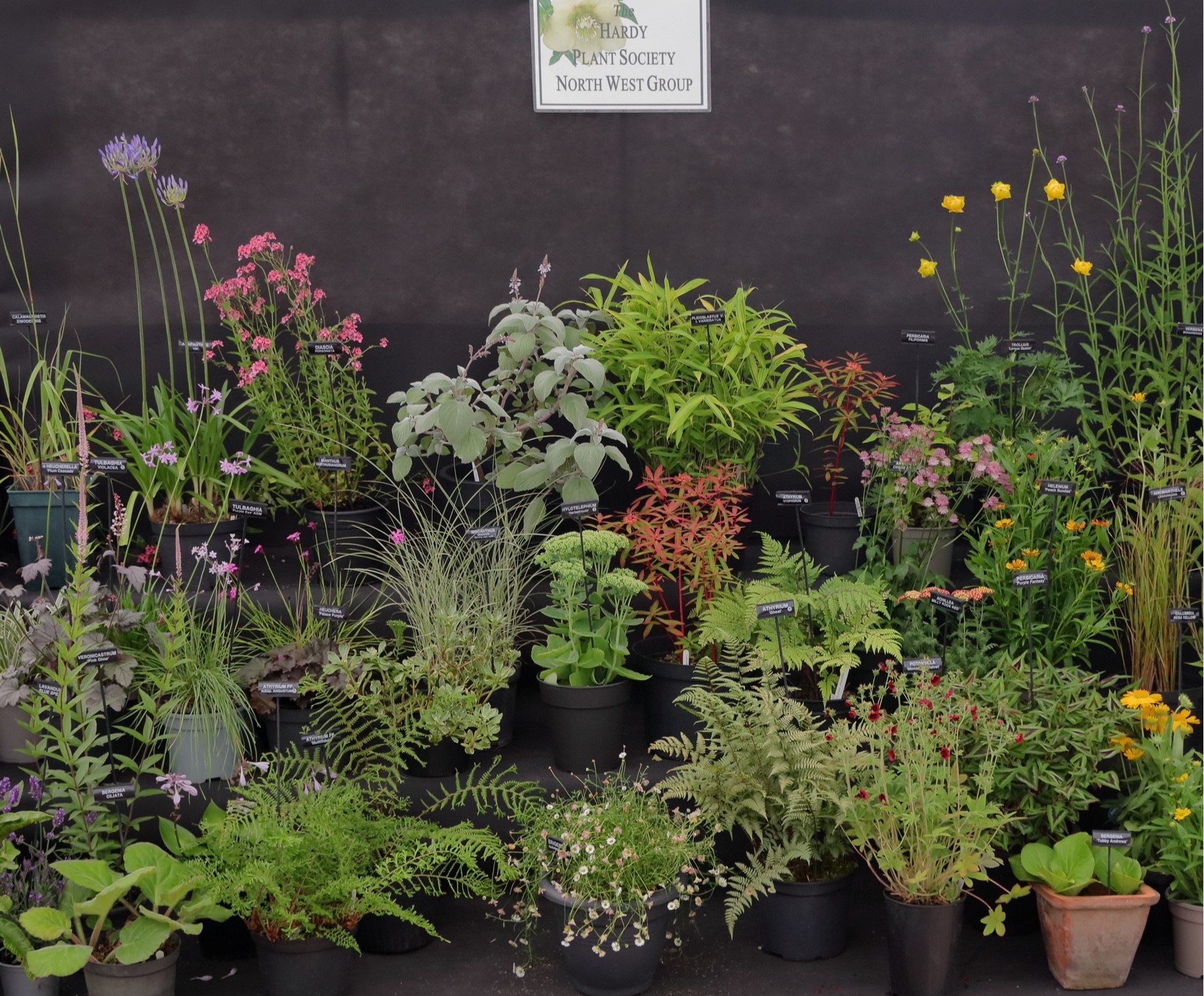 CFS 2025 Plant area