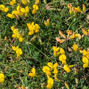 Birdsfoot Trefoil
