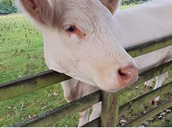 And goodbye to the cow who woke us up at 4am on Thursday morning.