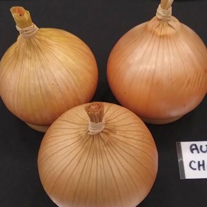 Mannings Heath & District Horticultural Society Summer Show 2025