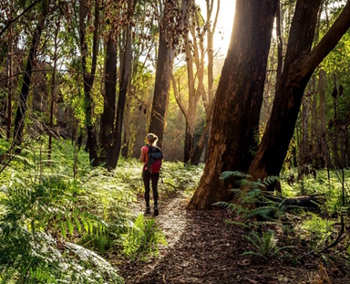 Health Impacts of Climate Change