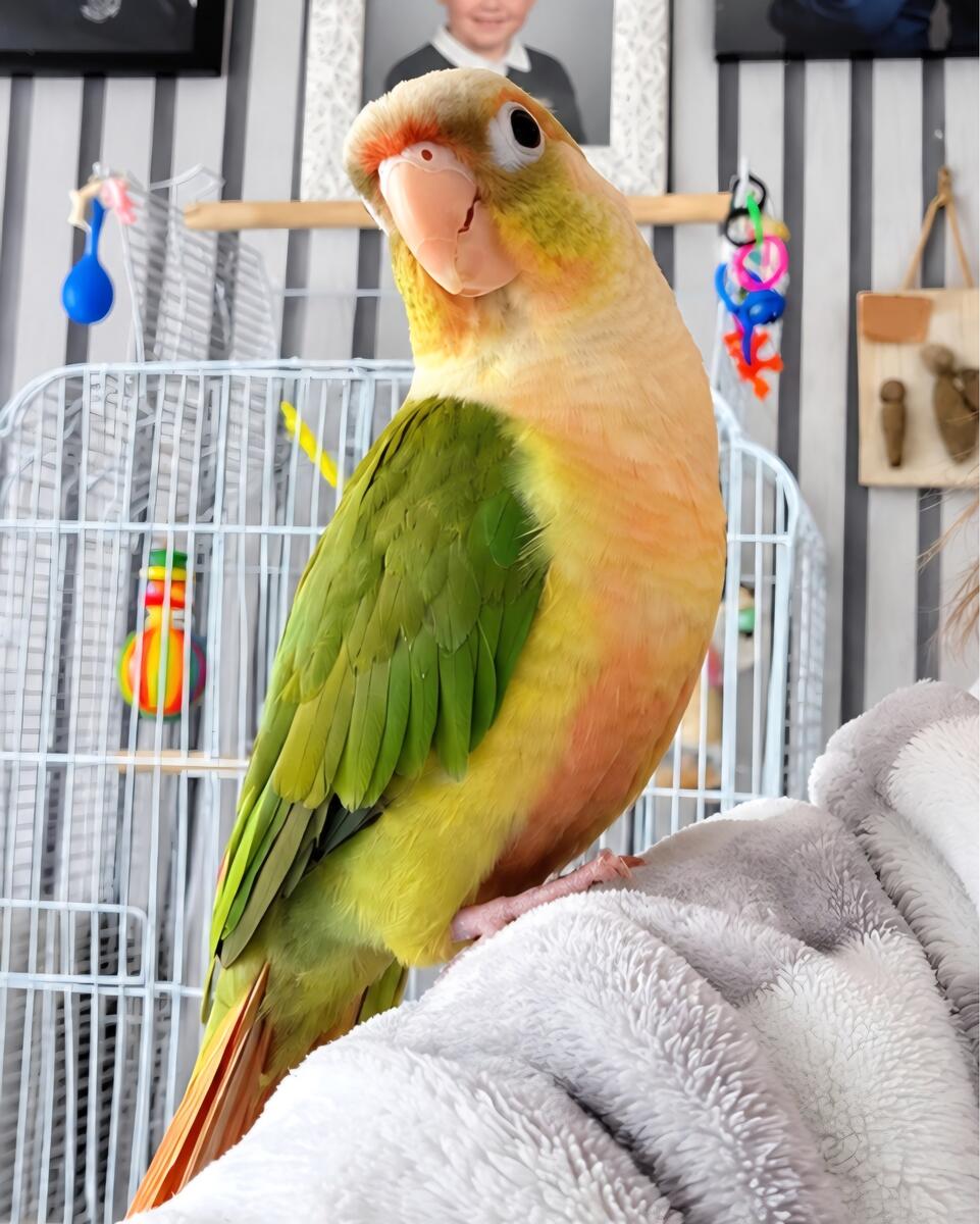 Connie — Conure | Adopted 💚