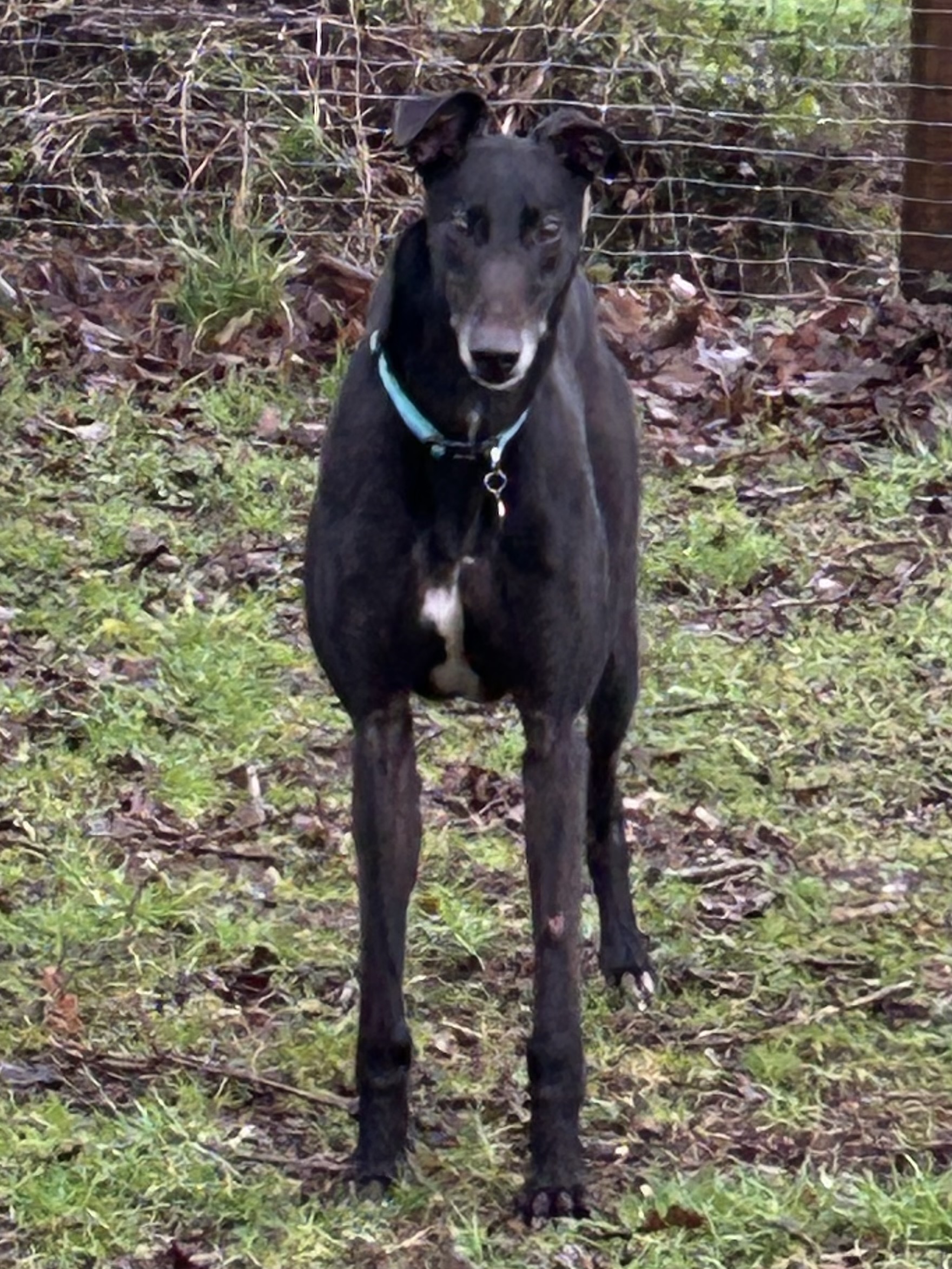 Greyhound Trust Shropshire & Borders Puma