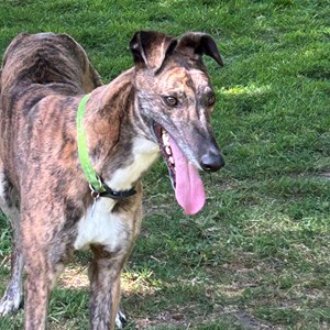 Charm - RESERVED