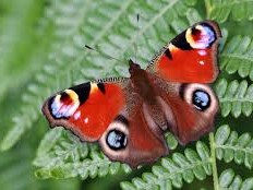 Sambourne Parish Council Wildlife sightings in Sambourne Parish