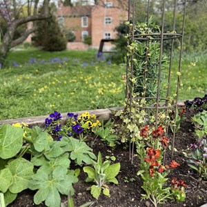 Collies in April - raised bed (photo: Susan Isaac)