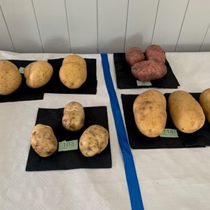 Potatoes