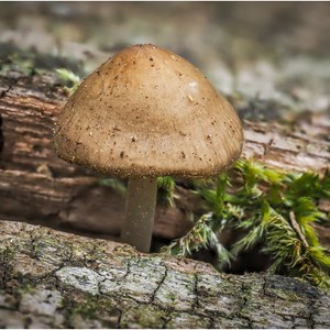 Fungi