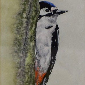 Woodpecker, watercolour by Liz Thomas