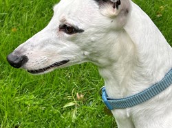 Greyhound Trust Shropshire & Borders Pearl