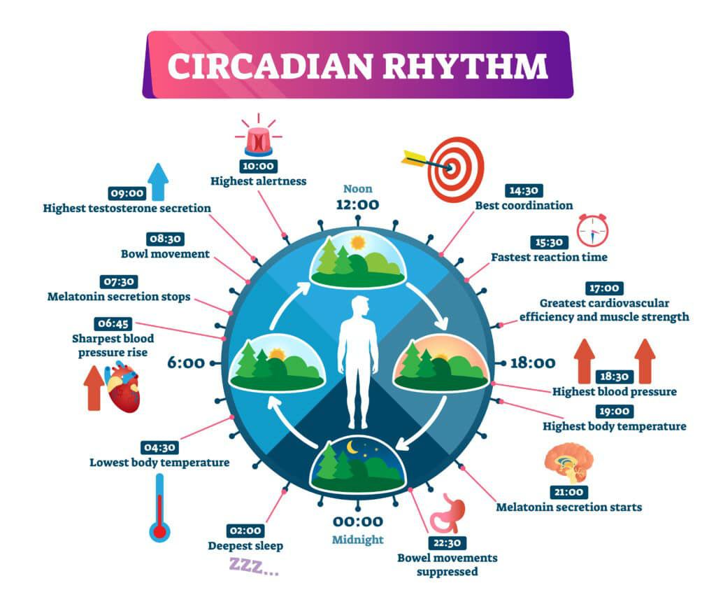 Human Circadian Rhythm