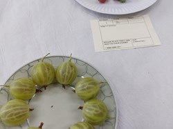 Bucklebury and Marlston Horticultural Society Summer Show Report and Awards 2025
