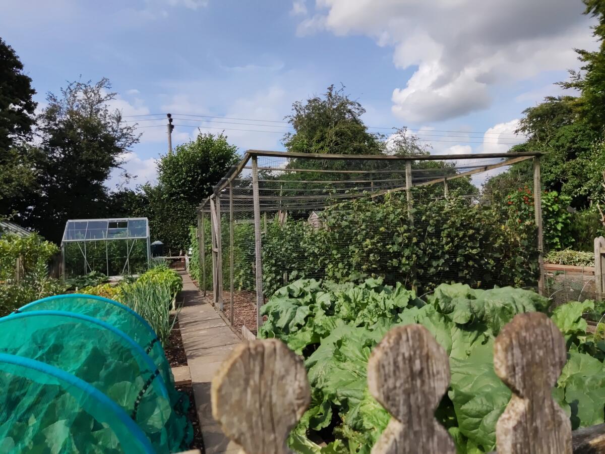 3rd place Oakley’s Best Allotment