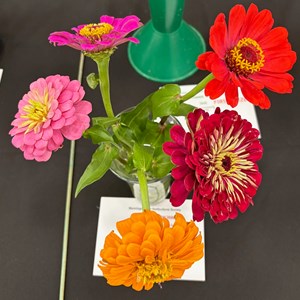 Mannings Heath & District Horticultural Society Photo Gallery