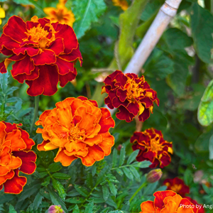 red and orange flowers photo