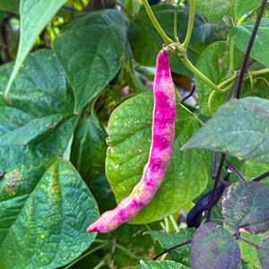 Aston Clinton Parish Council Allotments