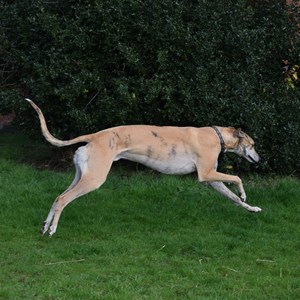 Greyhound Trust Shropshire & Borders James