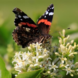 MINTING, GAUTBY & DISTRICT HERITAGE SOCIETY Local Fauna and Flora