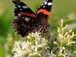 Red Admiral