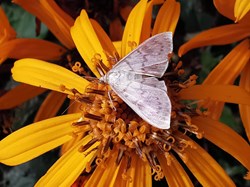 Silvery Moth