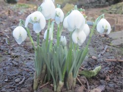 Snowdrops 2022