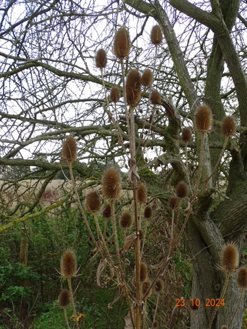 Food for hungry birds