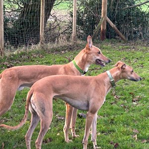 Greyhound Trust Shropshire & Borders Bailey