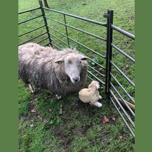 Lambing with Debra