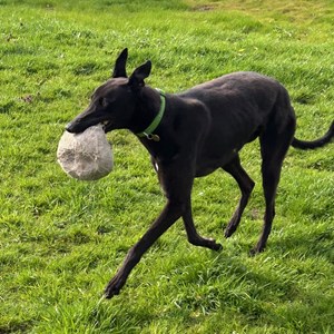 Greyhound Trust Shropshire & Borders Bestie
