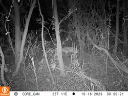 Wildlife camera October 2025