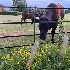 Meadow View Cemetery - new hedge attracts the grazing cattle