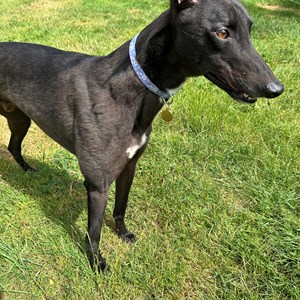 Greyhound Trust Shropshire & Borders Angelo