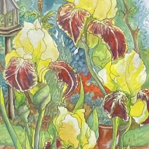 'Yellow Iris' Watercolour by Barbara Weaving