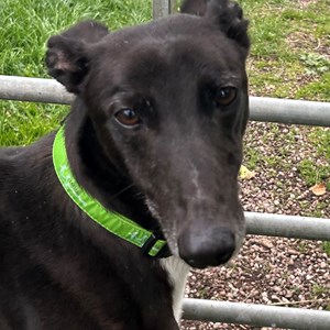 Greyhound Trust Shropshire & Borders Bentley