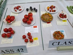 Bucklebury and Marlston Horticultural Society Autumn Show Report 2026