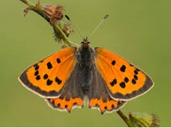 Sambourne Parish Council Wildlife sightings in Sambourne Parish