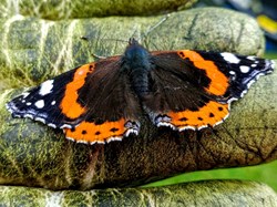Intoxicated Red Admiral