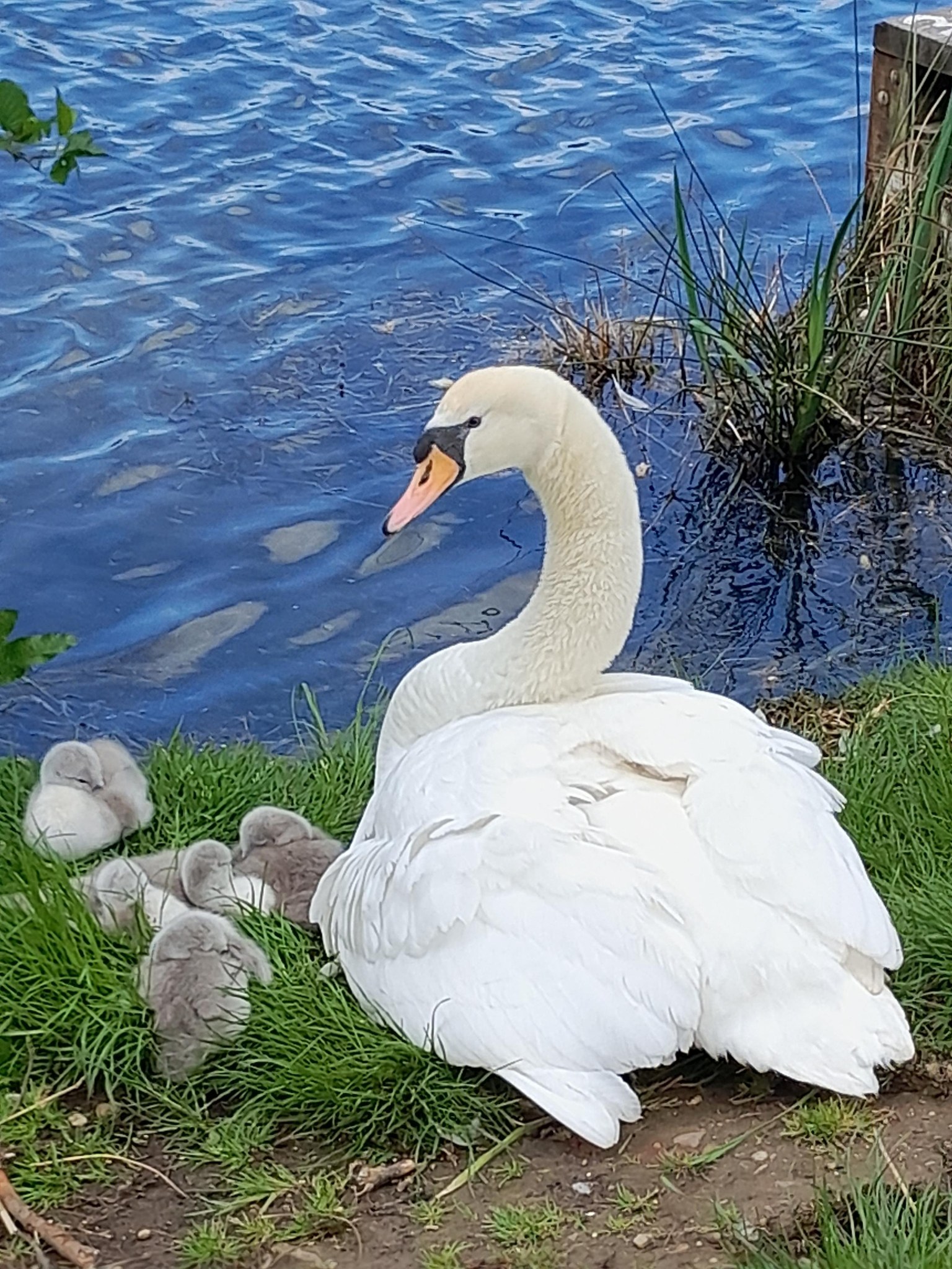 Swan and Cygnets