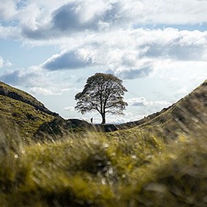 Sycamore Gap (AKA The Robin Hood Tree)