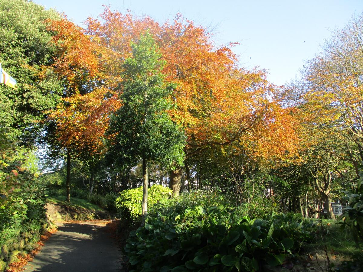 Autumn Colour in the Gardens