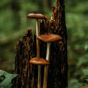 13. Wood & Fungus