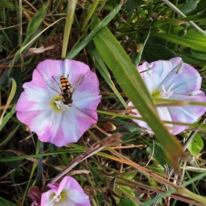 Pollinator 2 - Phil Taylor