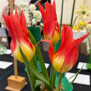 Mannings Heath & District Horticultural Society Photo Gallery