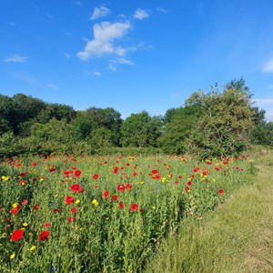 BMAT Walk Meadow