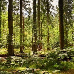 Pine forest in Spring